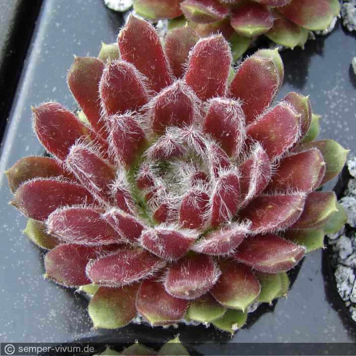 aufgenommen am 2.5.2012