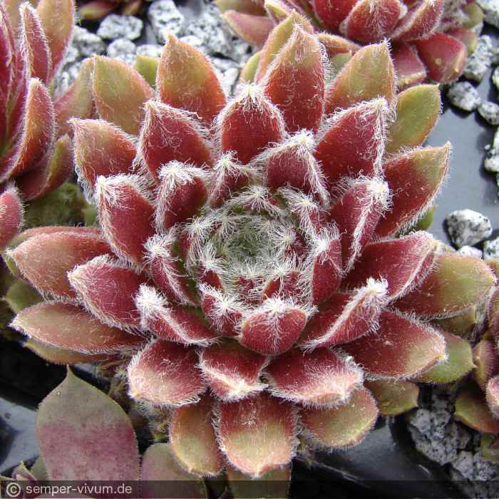 aufgenommen am 20.5.2012