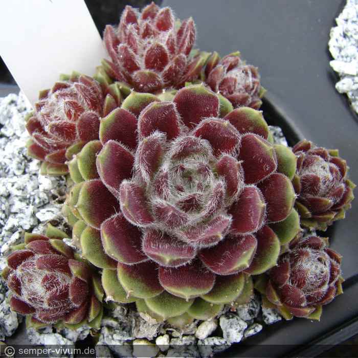 aufgenommen am 21.4.2012