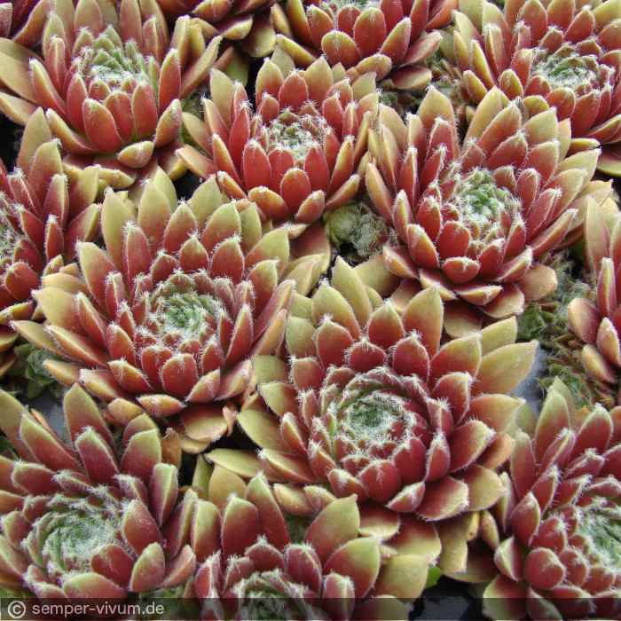 aufgenommen am 22.6.2012