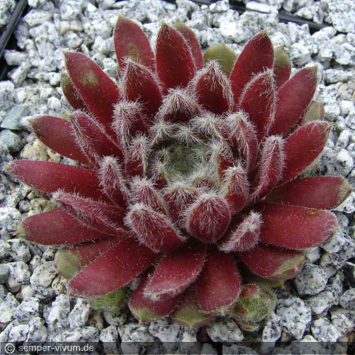 aufgenommen am 29.5.2010