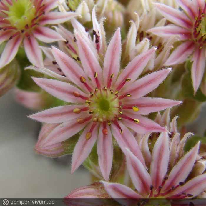 Blüte, aufgenommen am 5.7.2012