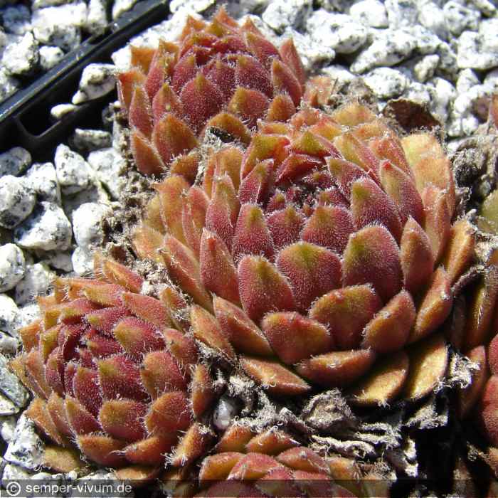 aufgenommen am 8.4.2011