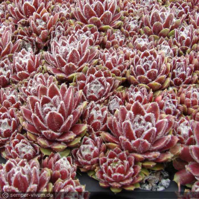 aufgenommen am 9.5.2014