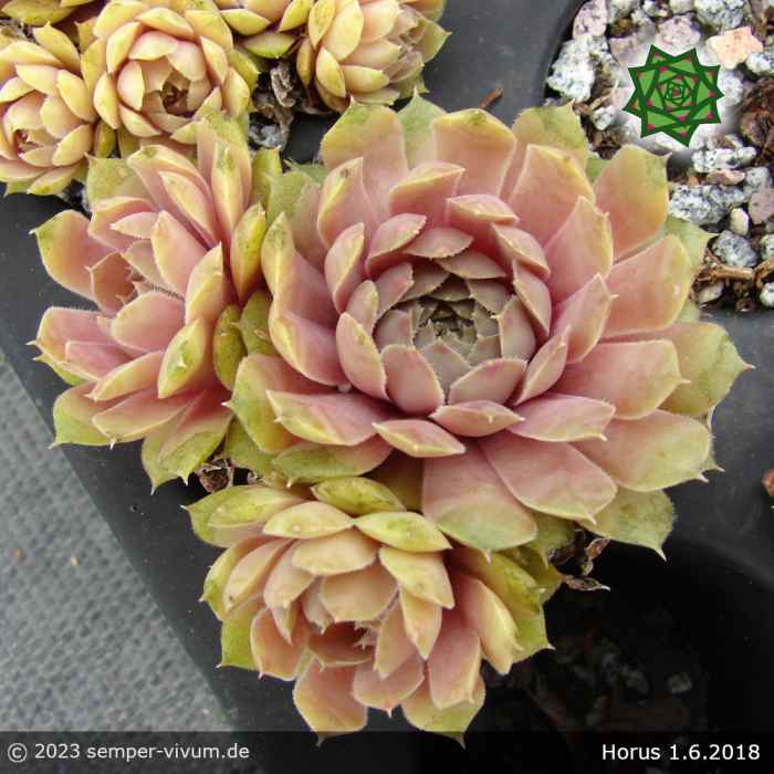 Sempervivum 'Horus'