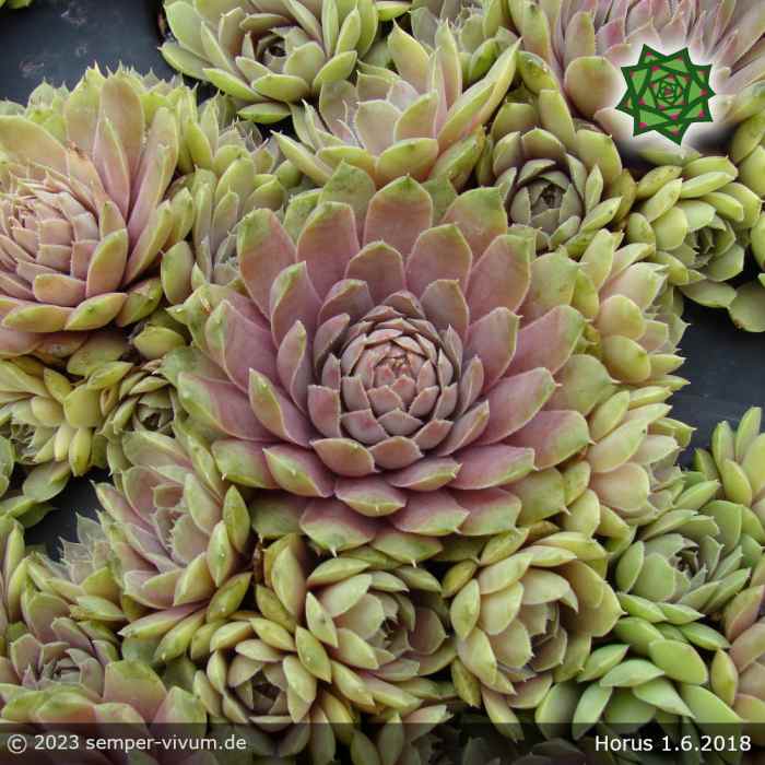 Sempervivum 'Horus'