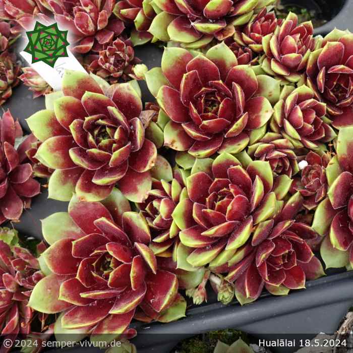 Sempervivum 'Hualālai'