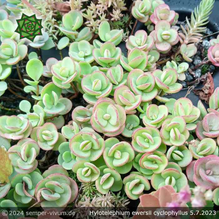 Hylotelephium ewersii cyclophyllus (Sedum ewersii cyclophyllum)