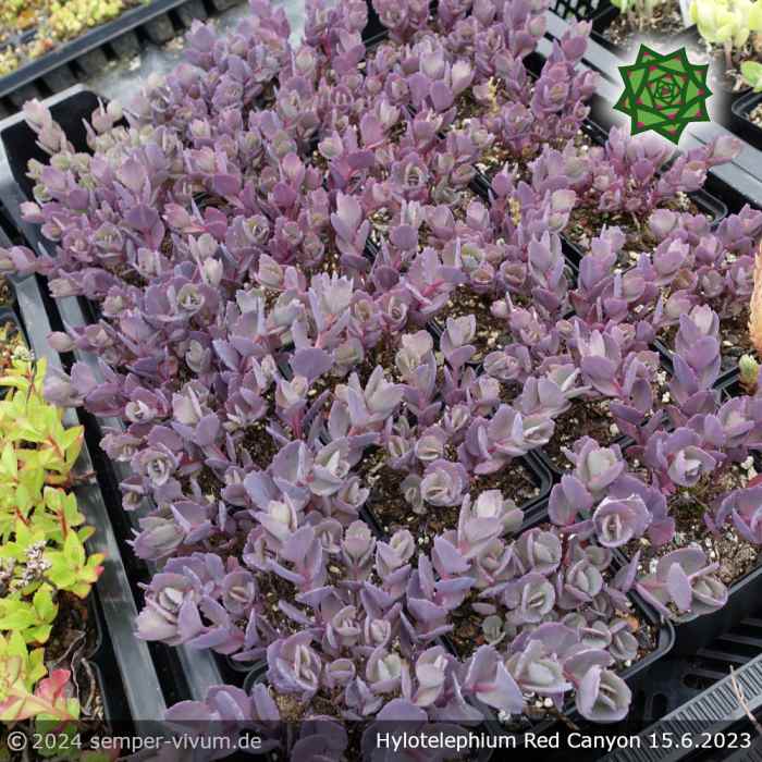 Hylotelephium 'Red Canyon' (syn. Sedum 'Red Canyon')