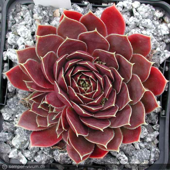 aufgenommen am 10.7.2004