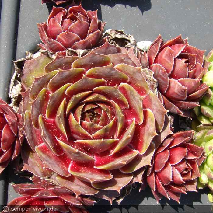 aufgenommen am 1.5.2017