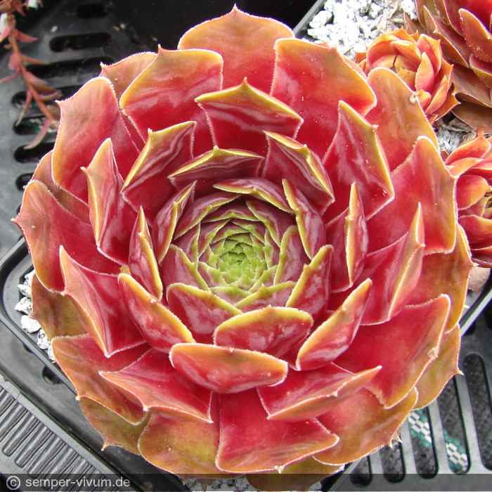 aufgenommen am 10.6.2011