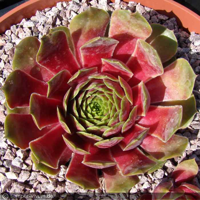 aufgenommen am 14.6.2017