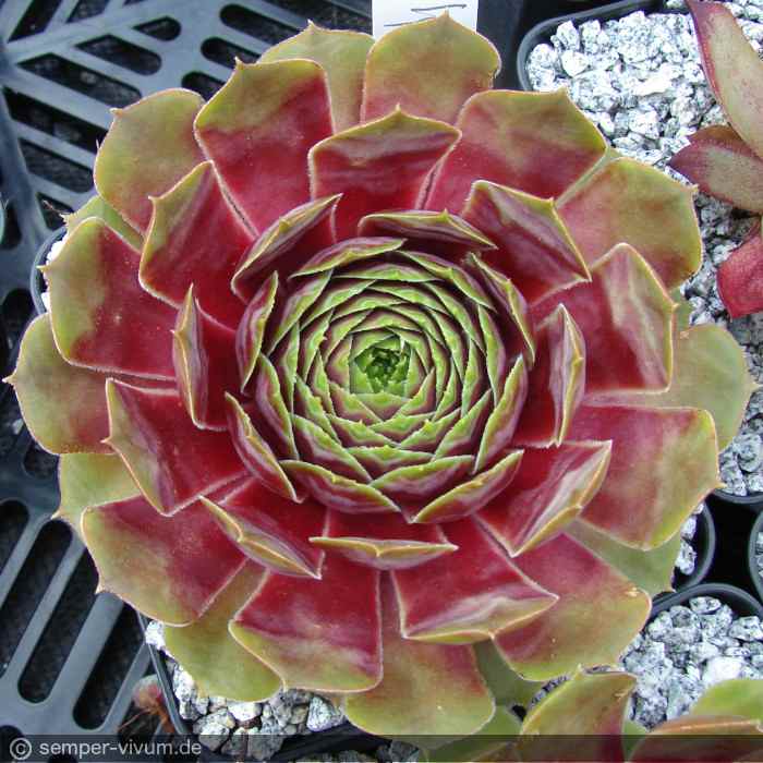 aufgenommen am 23.6.2010