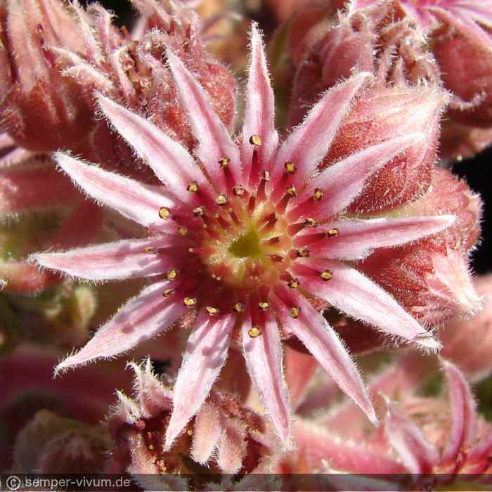 Blüte, aufgenommen am 3.7.2018