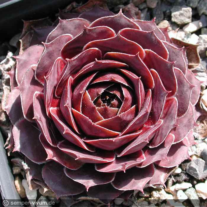 aufgenommen Ende März 2003