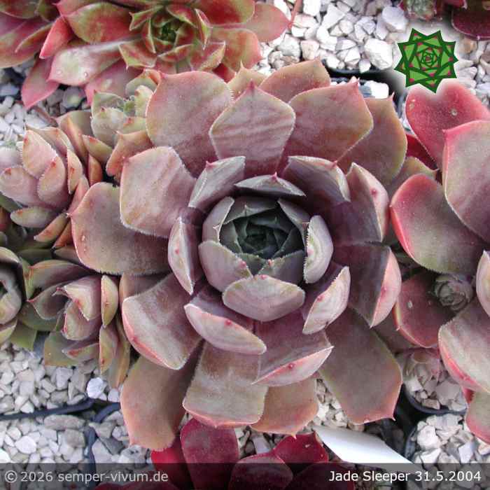 Sempervivum 'Jade Sleeper'