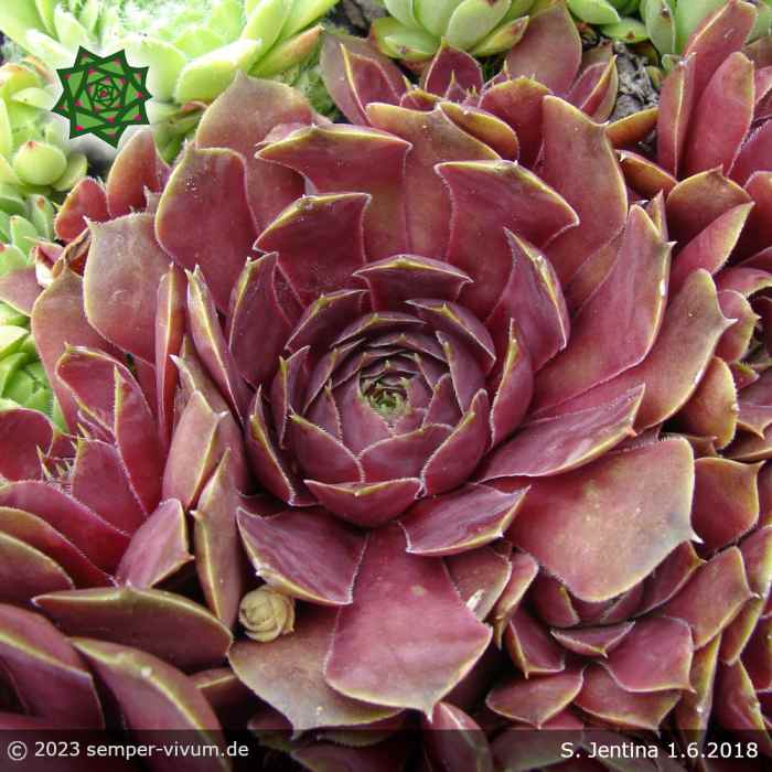 Sempervivum 'Jentina'