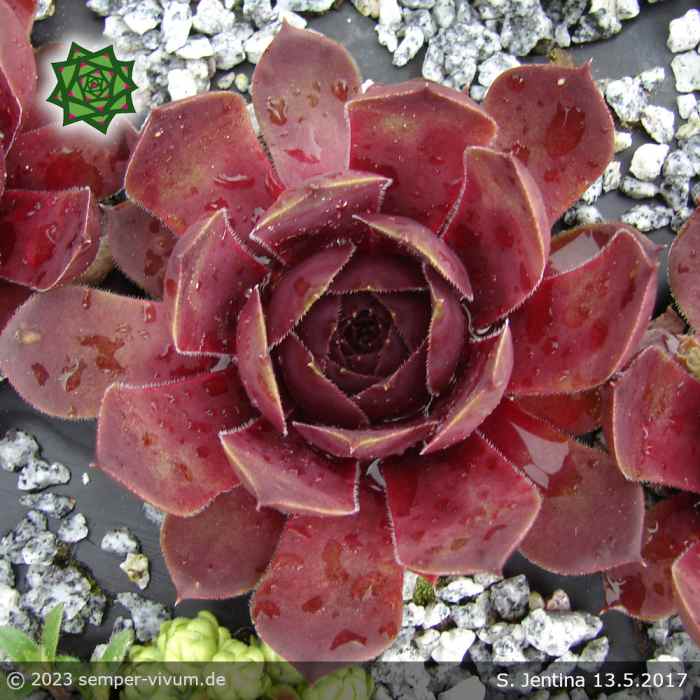 Sempervivum 'Jentina'