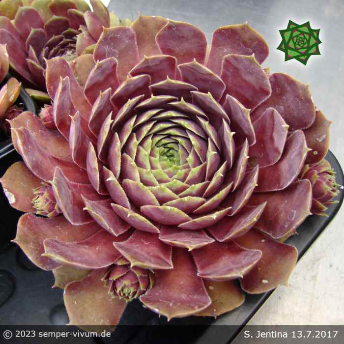 Sempervivum 'Jentina'