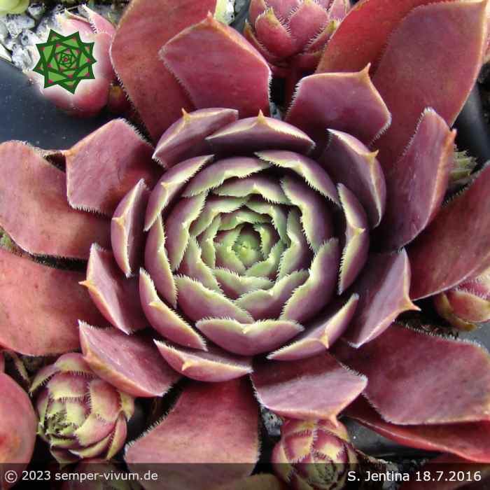 Sempervivum 'Jentina'