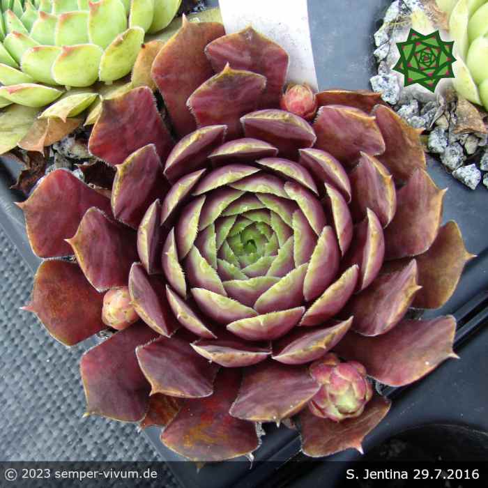 Sempervivum 'Jentina'