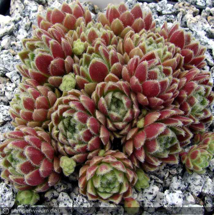 aufgenommen am 11.6.2011