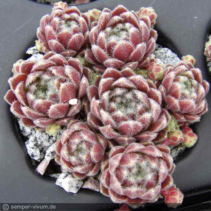 aufgenommen am 14.5.2014