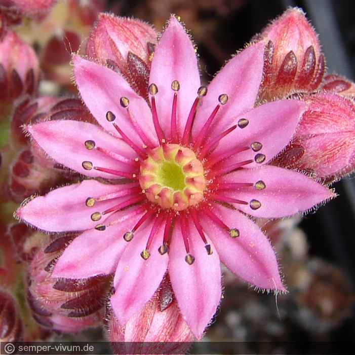 Blüte, aufgenommen am 15.6.2013