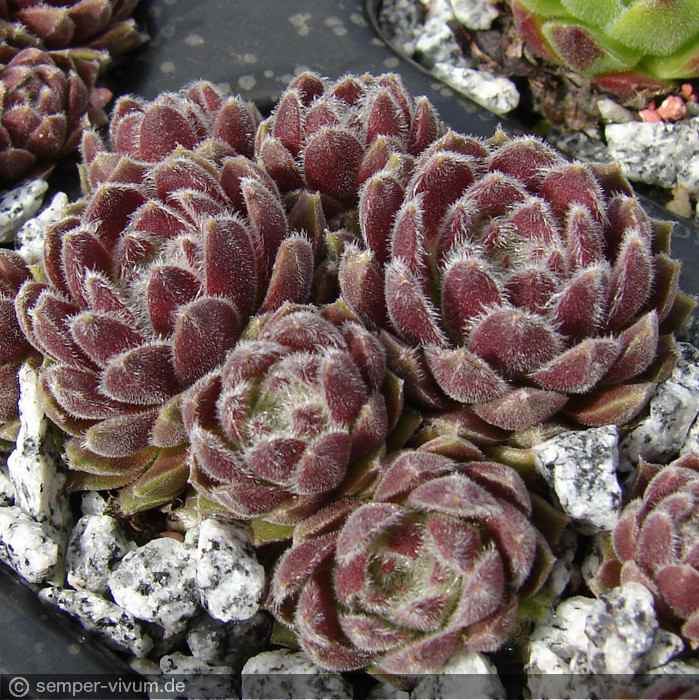 aufgenommen am 21.4.2012