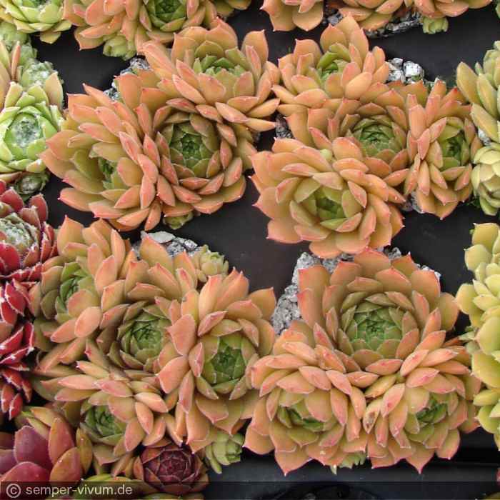 aufgenommen am 23.6.2018