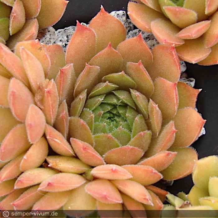 aufgenommen am 23.6.2018