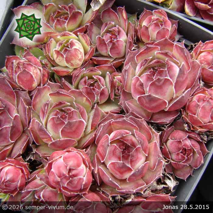 Sempervivum 'Jonas'
