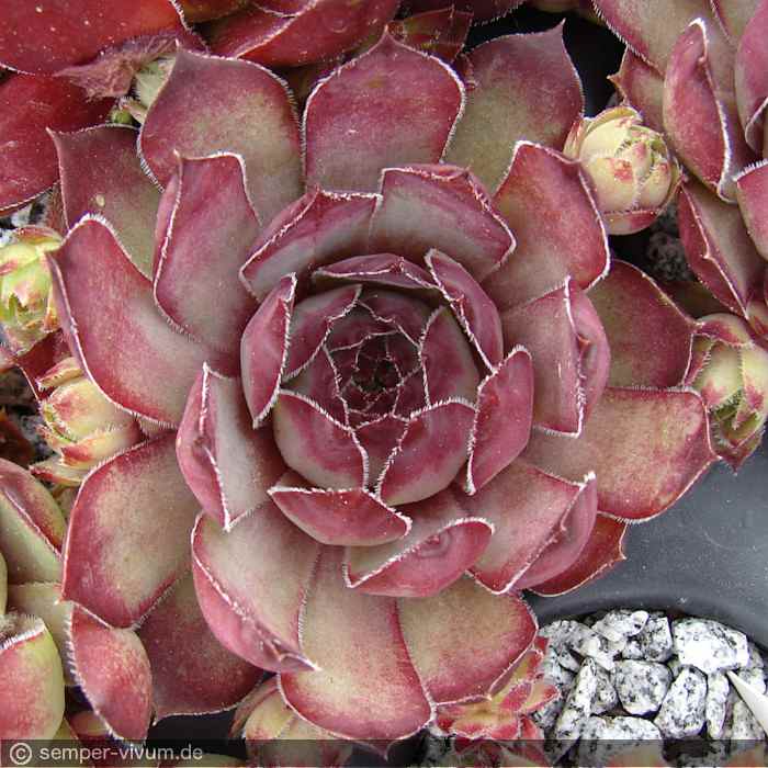 aufgenommen am 26.5.2014