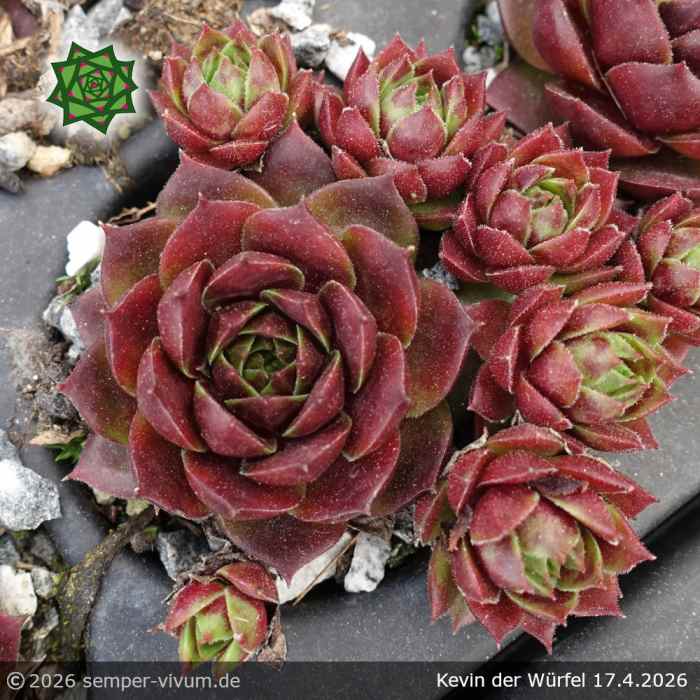 Sempervivum 'Kevin der Würfel'