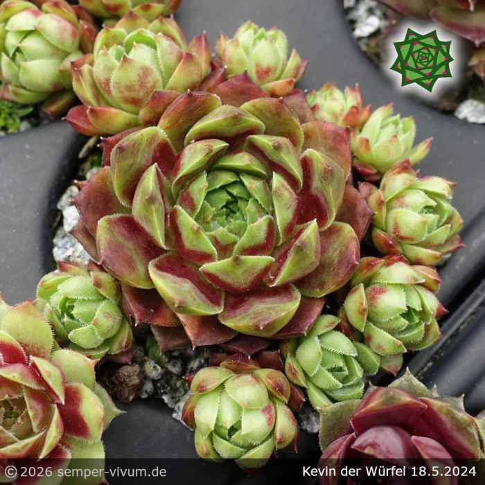 Sempervivum 'Kevin der Würfel'
