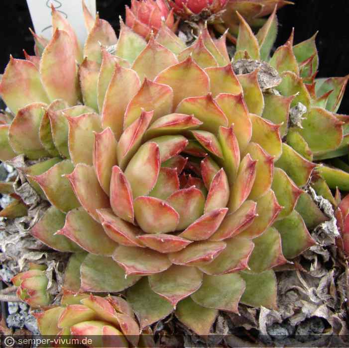 aufgenommen am 17.5.2011