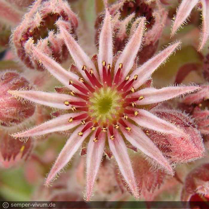 Blüte, aufgenommen am 27.6.2012