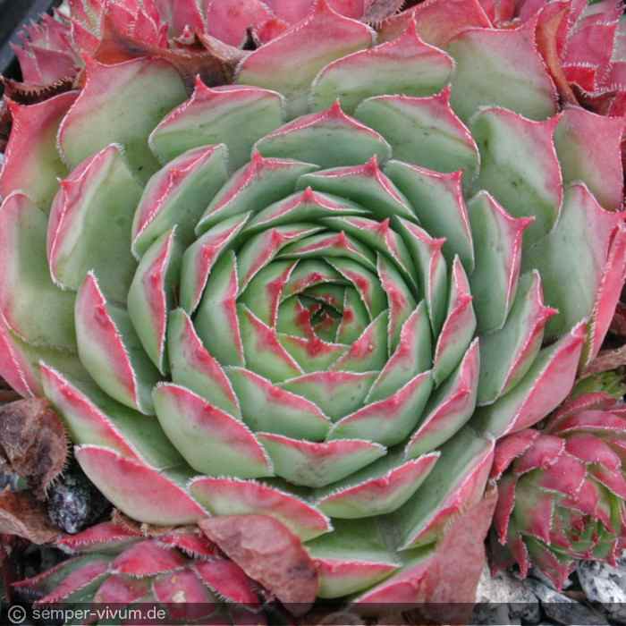 aufgenommen am 28.9.2003