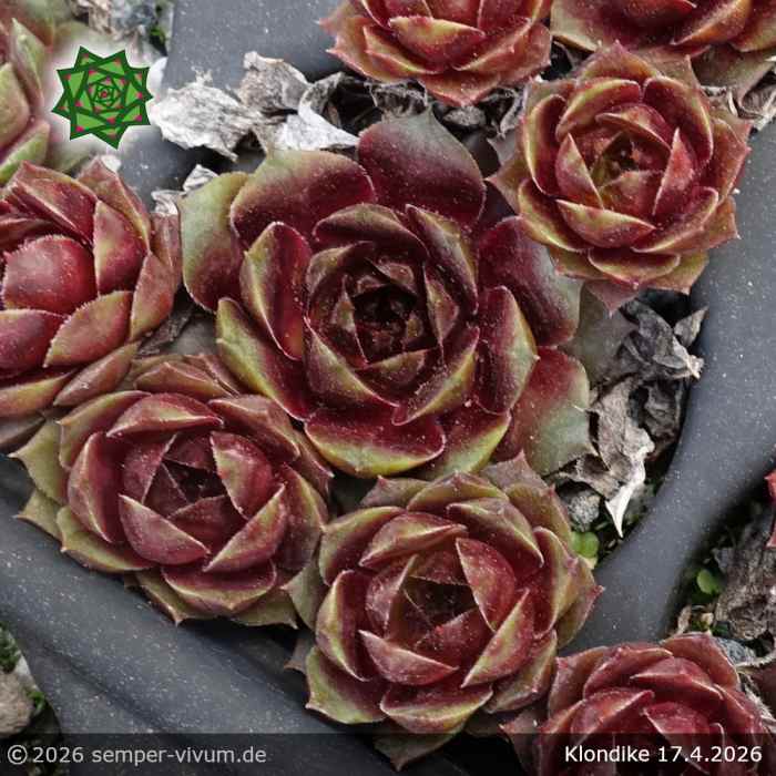Sempervivum 'Klondike'