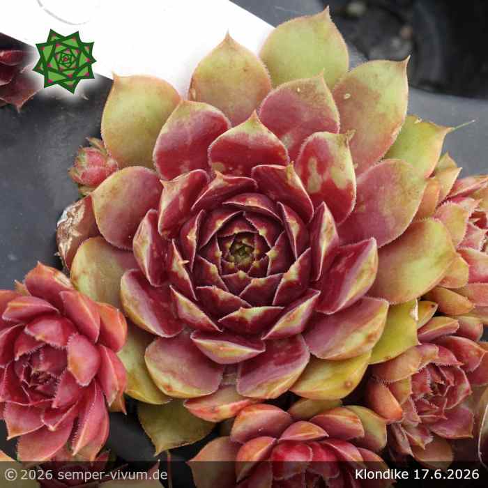 Sempervivum 'Klondike'