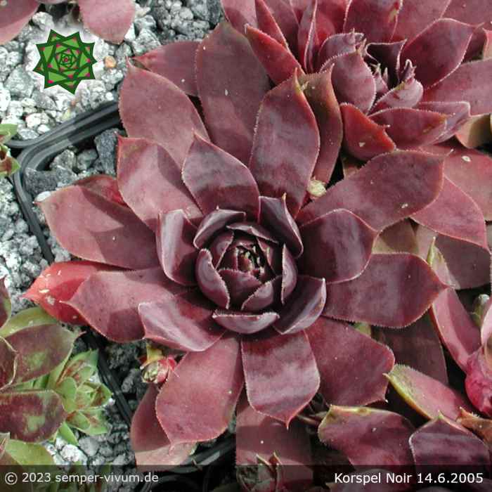 Sempervivum 'Korspel Noir'