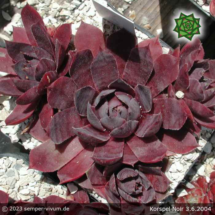 Sempervivum 'Korspel Noir'