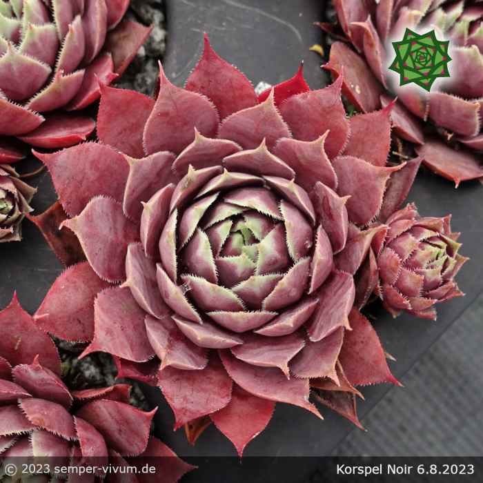 Sempervivum 'Korspel Noir'