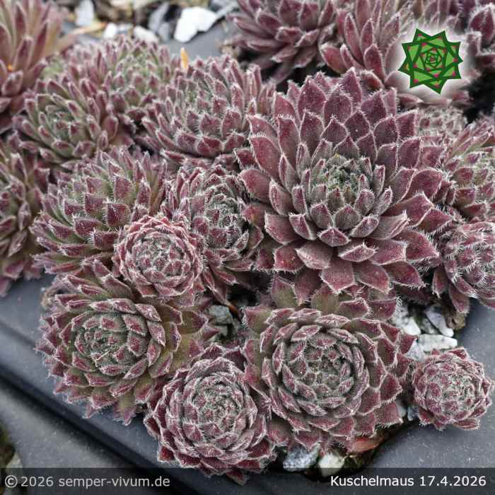 Sempervivum 'Kuschelmaus'