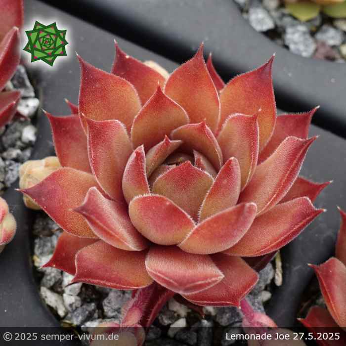 Sempervivum 'Lemonade Joe'