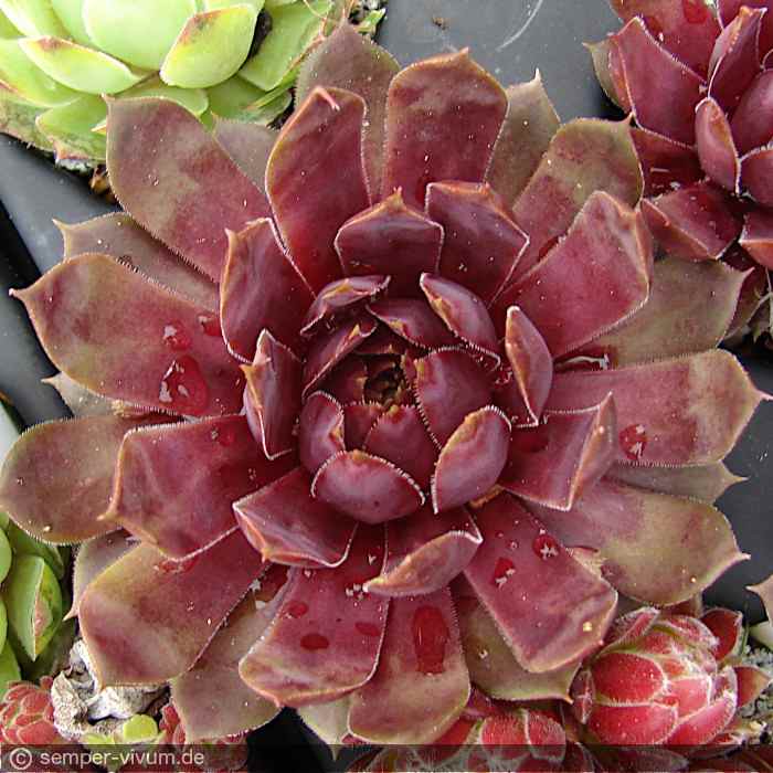 aufgenommen am 13.5.2017