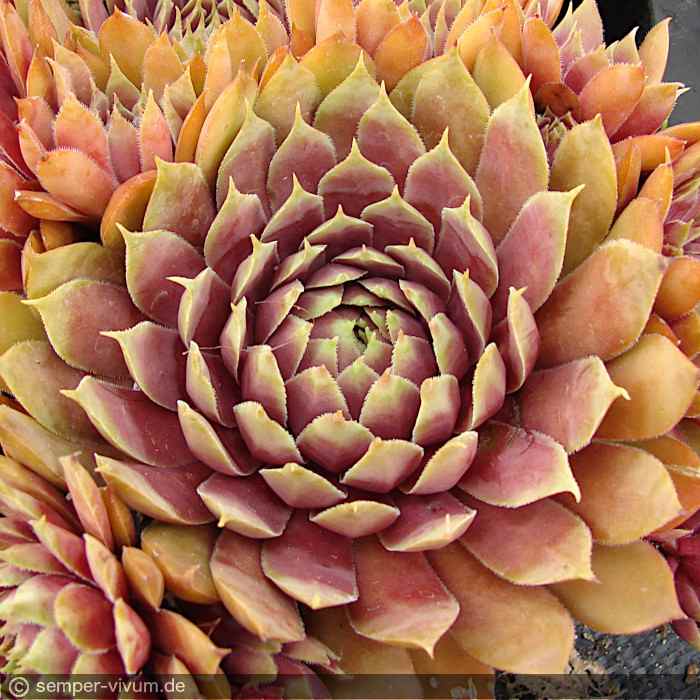 aufgenommen am 14.7.2017