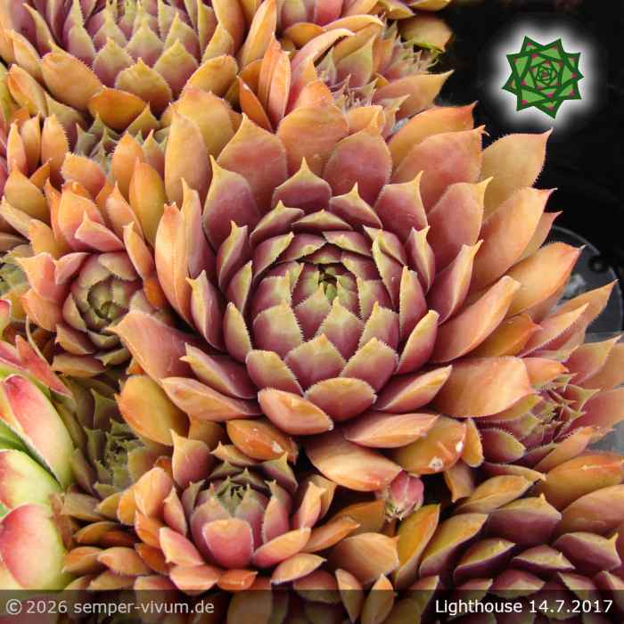 Sempervivum 'Lighthouse'