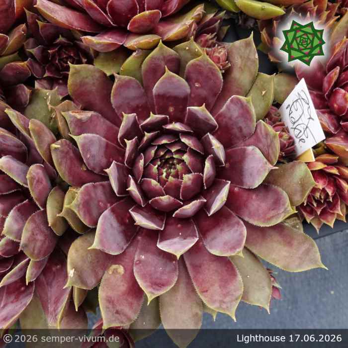 Sempervivum 'Lighthouse'